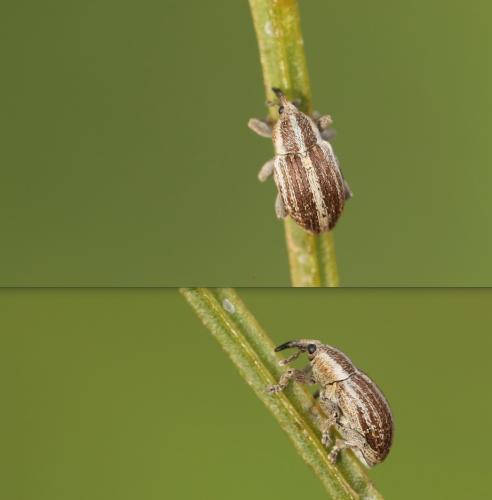 Tychius sp.